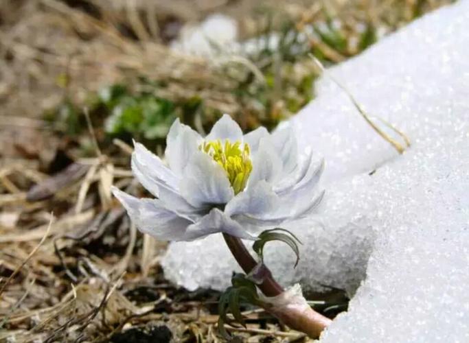 罕见雪莲开花,美到惊艳!