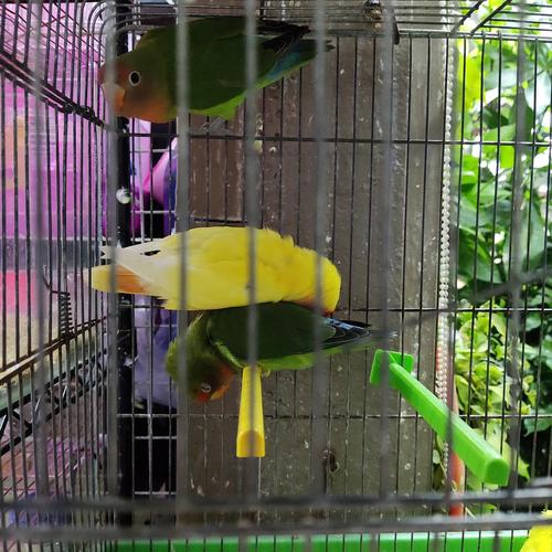 用各种姿势睡觉中的鹦鹉们