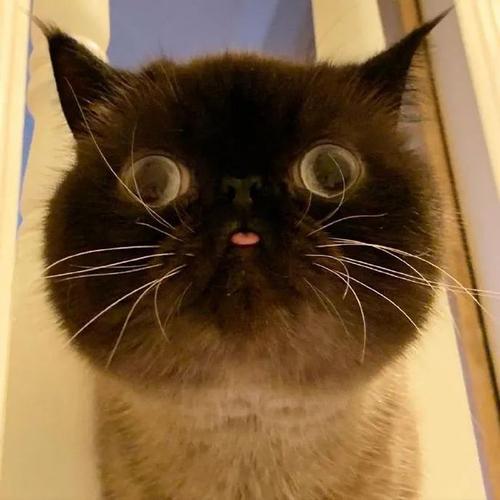 一只爱吐舌头卖萌的小猫,也太可爱了!|猫咪|喵星人