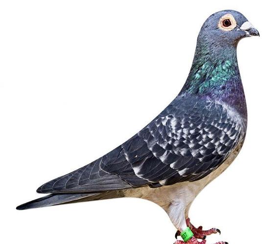 优秀国血—吴淞鸽的性格特点