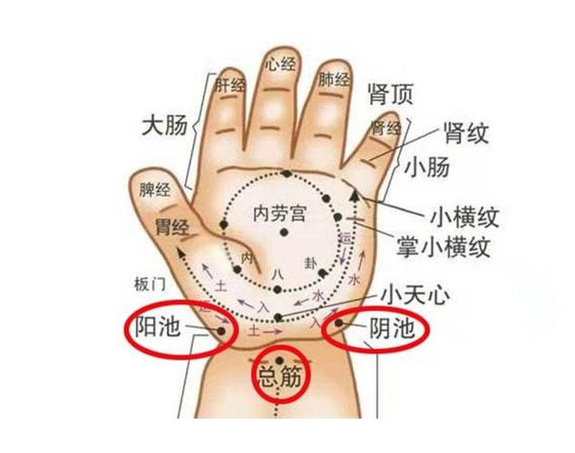 手阴阳推拿时,需要用两个手的拇指指腹,从宝宝的手掌横纹中点向两边分
