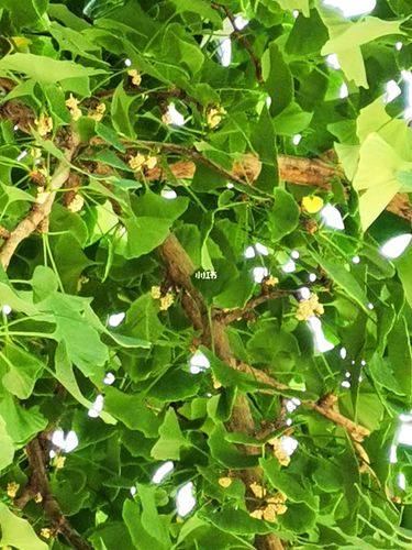 在秋天的时候才能注意到银杏树的果实,从来没看见过它的花是什么样的