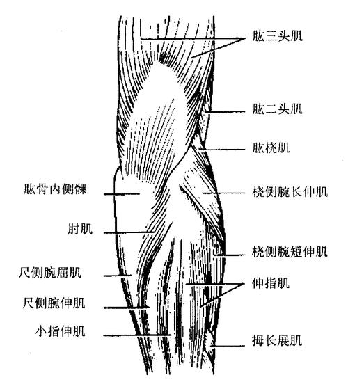 肘臂部的解剖特征运动创伤学