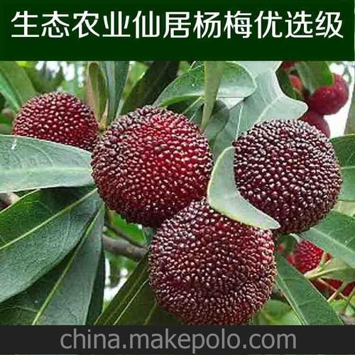 供应批发优选级仙居杨梅东魁杨梅生态农业基地直销6月