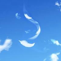 候鸟的羽毛唯美头像_微信头像图片大全