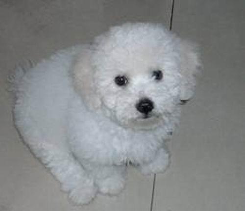 家养纯种比熊幼犬法国卷毛比熊犬白色比熊包健康可上门