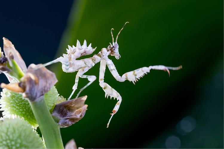 刺花螳螂,产于非洲东部和南部,昼行性的树栖昆虫,个性都很温驯.