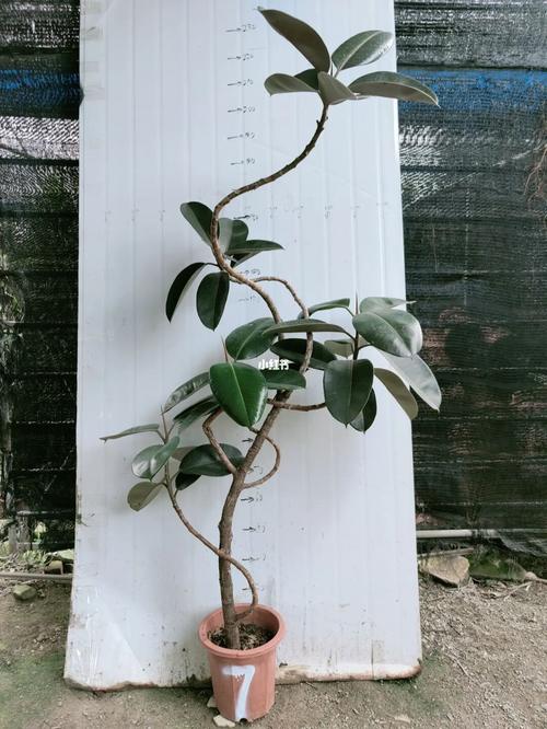 橡皮树黑金刚艺术造型_艺术_鸿信园艺自由行热门攻略