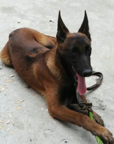 马犬训练基地 马犬幼犬的价格 马犬多少钱一条