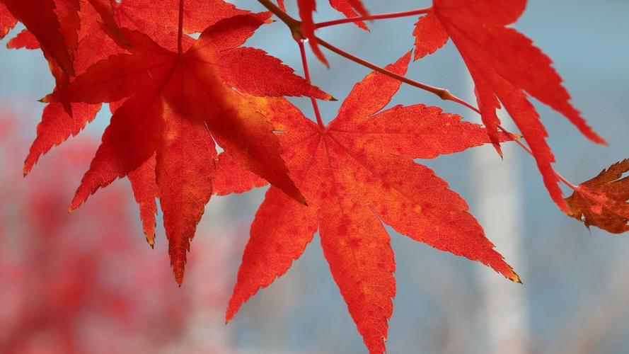 红色枫叶图片大全(9/12)