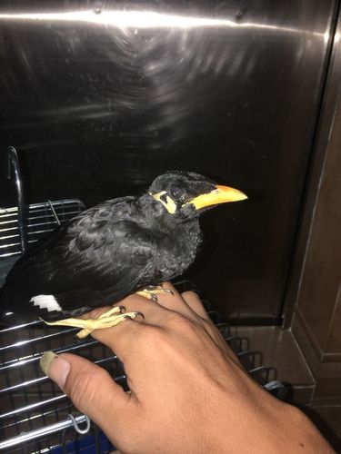 请问大神这只鹩哥是什么品种?是公还是母?