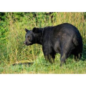 儿童英文故事-熊是怎么丢了尾巴的