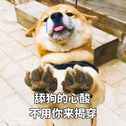 给你五块钱,向我保证不要再当舔狗了