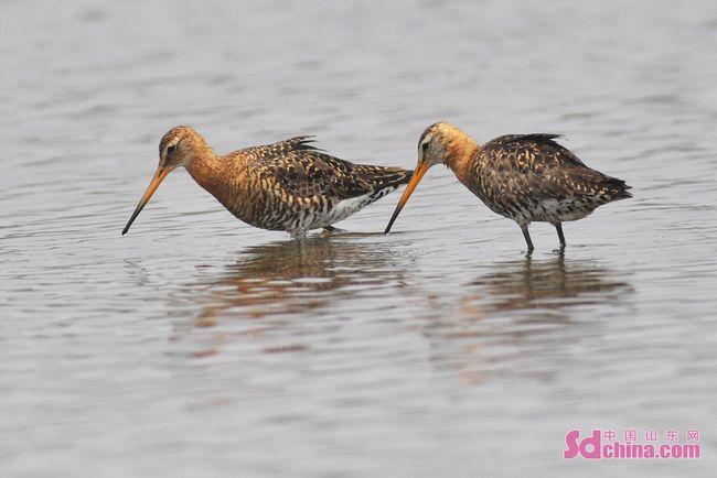 一大波鹬鸟来青岛度夏 绘就出多姿多彩的生态画卷