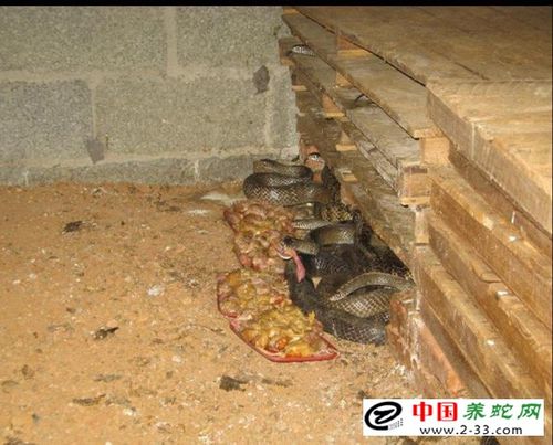 幼蛇的饲养-养蛇技术