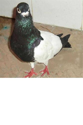 供应铁翅黑乌观赏鸽2对
