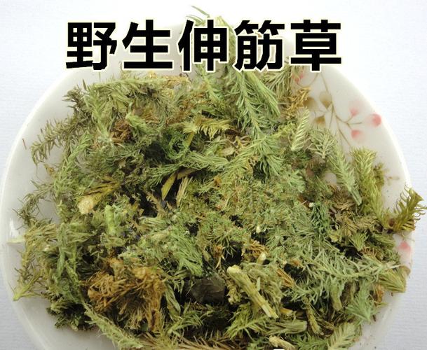 中药材伸筋草 石松 大伸筋 泡药酒熬汤 500克 另有舒筋草 - 菊之香药
