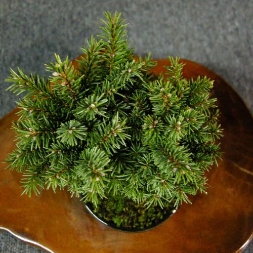 【一起园芸】虾夷松えぞまつ小品盆栽02★形良好人気盆栽树です