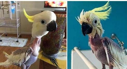 走进抑郁症鹦鹉的世界,了解它们抑郁背后的原因