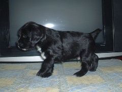 第一个是可卡幼犬 向左转  向右转