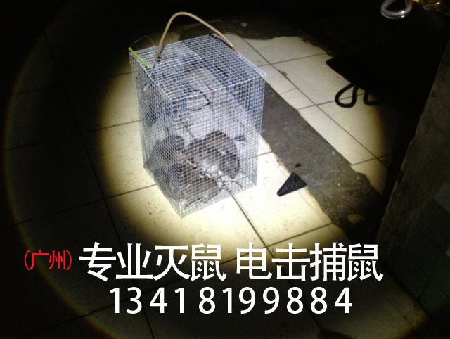 消灭老鼠的最快方法?