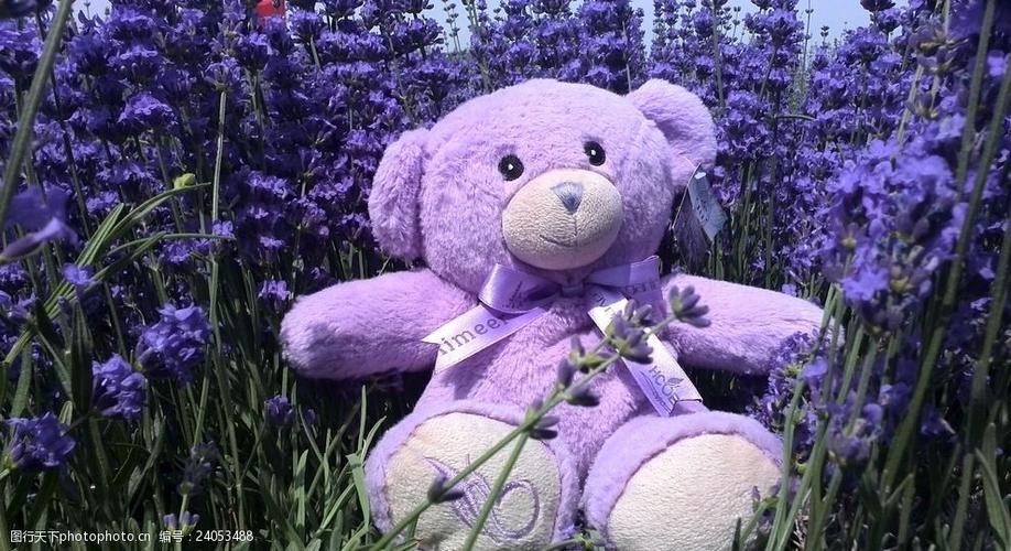 薰衣草小熊紫色花海