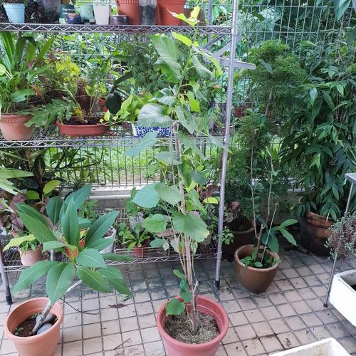 mulberry tree 桑椹