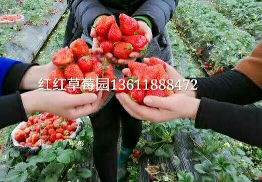 《红红草莓园》欢迎你!