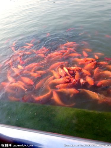 水中鱼图片