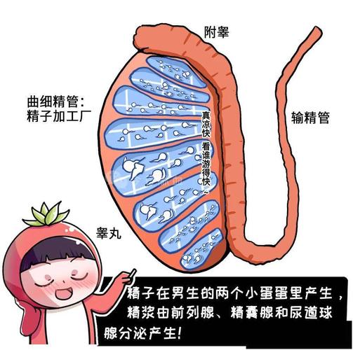 射精管在进行xxoo时——睾丸及附属腺所产生精液是由男性的生殖腺在