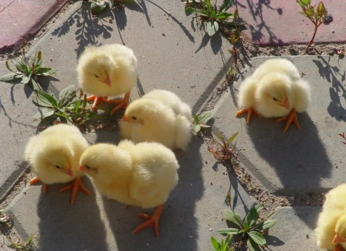 幼儿小班社会教案帮小鸡捉虫