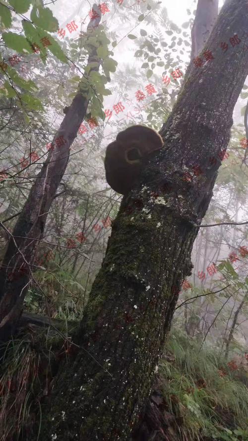 桑树生黄,幸得之,百病可医