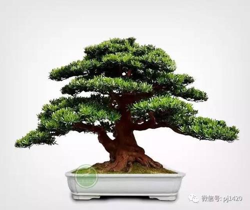 清雅挺拔 · 罗汉松