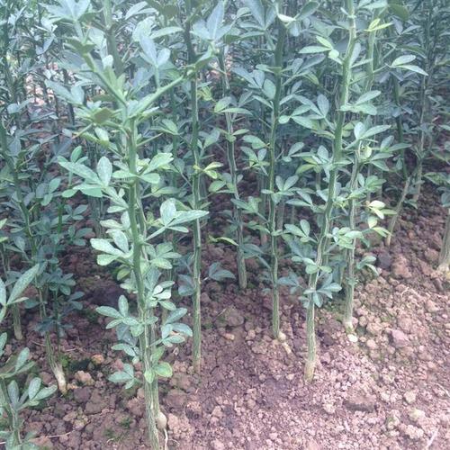 实生苗 砧木嫁接沙糖桔/蜜桔  [ 更新日期:2016-12-13 ]    枳壳苗
