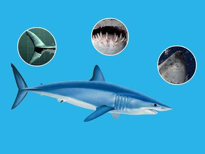 灰鲭鲨