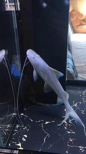 极品撒旦鸭嘴鱼河中巨怪混养极品