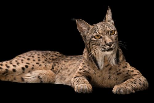iberian lynx  伊比利亚猞猁