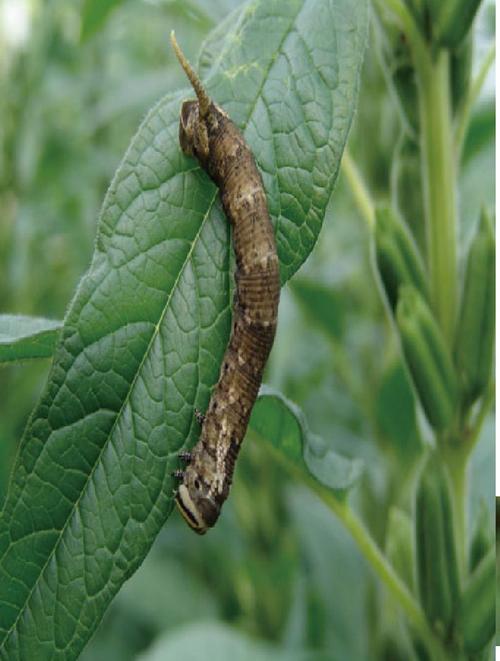 图片 河南农业病虫 正文  分布为害芝麻天蛾别名芝麻鬼脸天蛾,属鳞翅