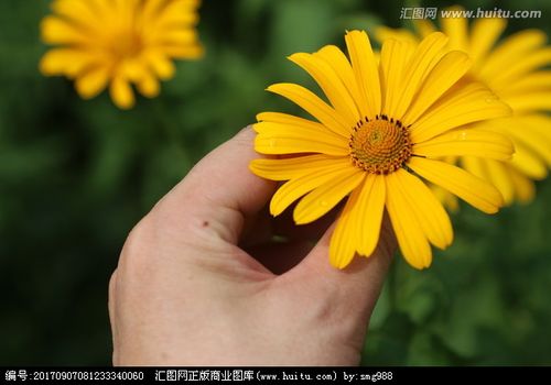 手拿金盏花花朵采花
