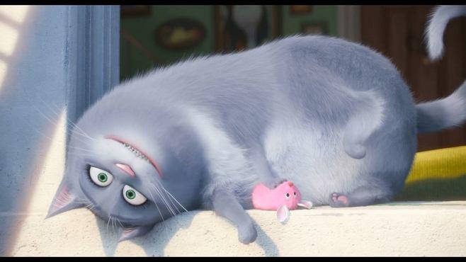 爱宠大机密 英国短毛猫冰冰