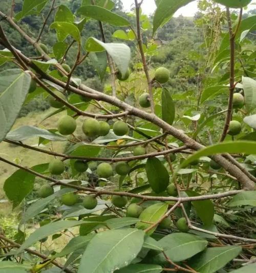 木瓜水的收集制作过程