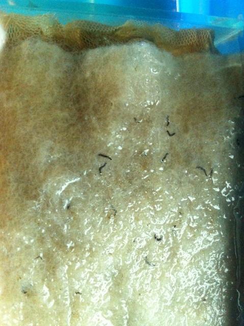 鱼缸上过虑棉有长黑色小虫