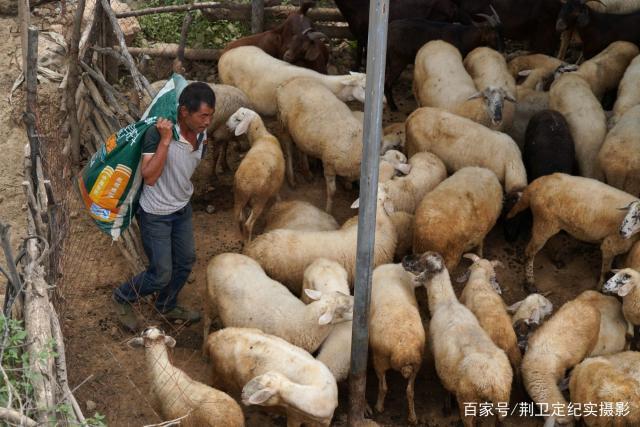 我们来到了一个叫做"扶窑"的小山村,听到了羊儿的叫声,我们来到了一户