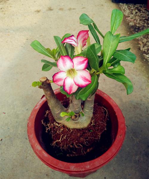 耐热耐晒品种 沙漠玫瑰 室内外盆栽花卉