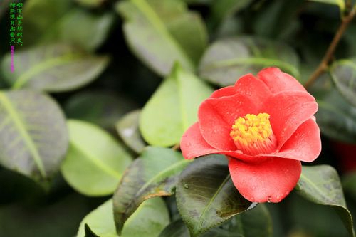 耐冬花开红艳艳