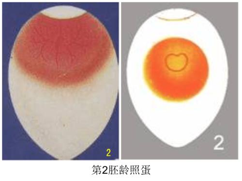[畜牧兽医]鸡胚发育照蛋与解剖图.ppt