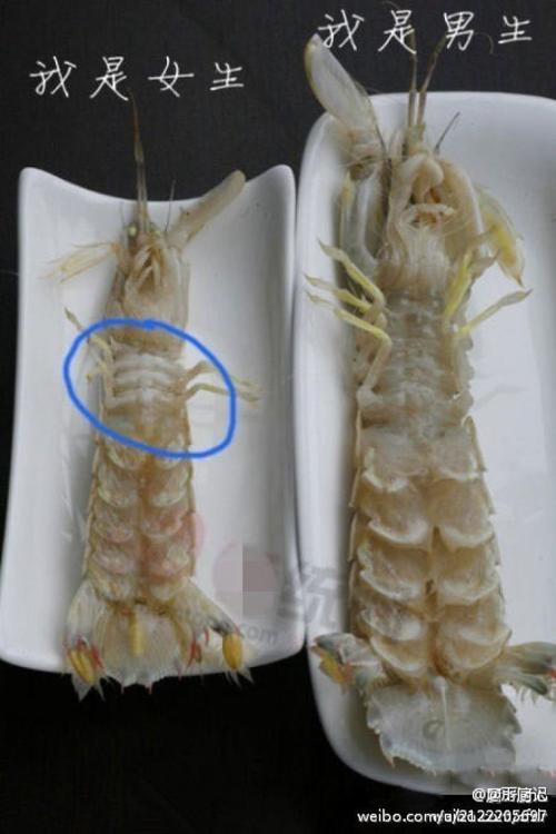 【怎么挑皮皮虾的公母】:皮皮虾快大量上市了哈.