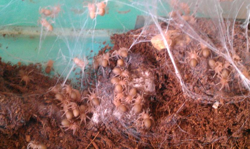 我的红玫瑰蜘蛛生一窝小蜘蛛,现在凌乱了不知道到怎么处理,求助大家给