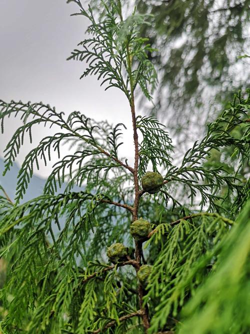 真如寺缘起柏香木制作柏子香