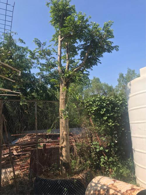 (图为透顶绿野生奇楠母树)价格约100万以上